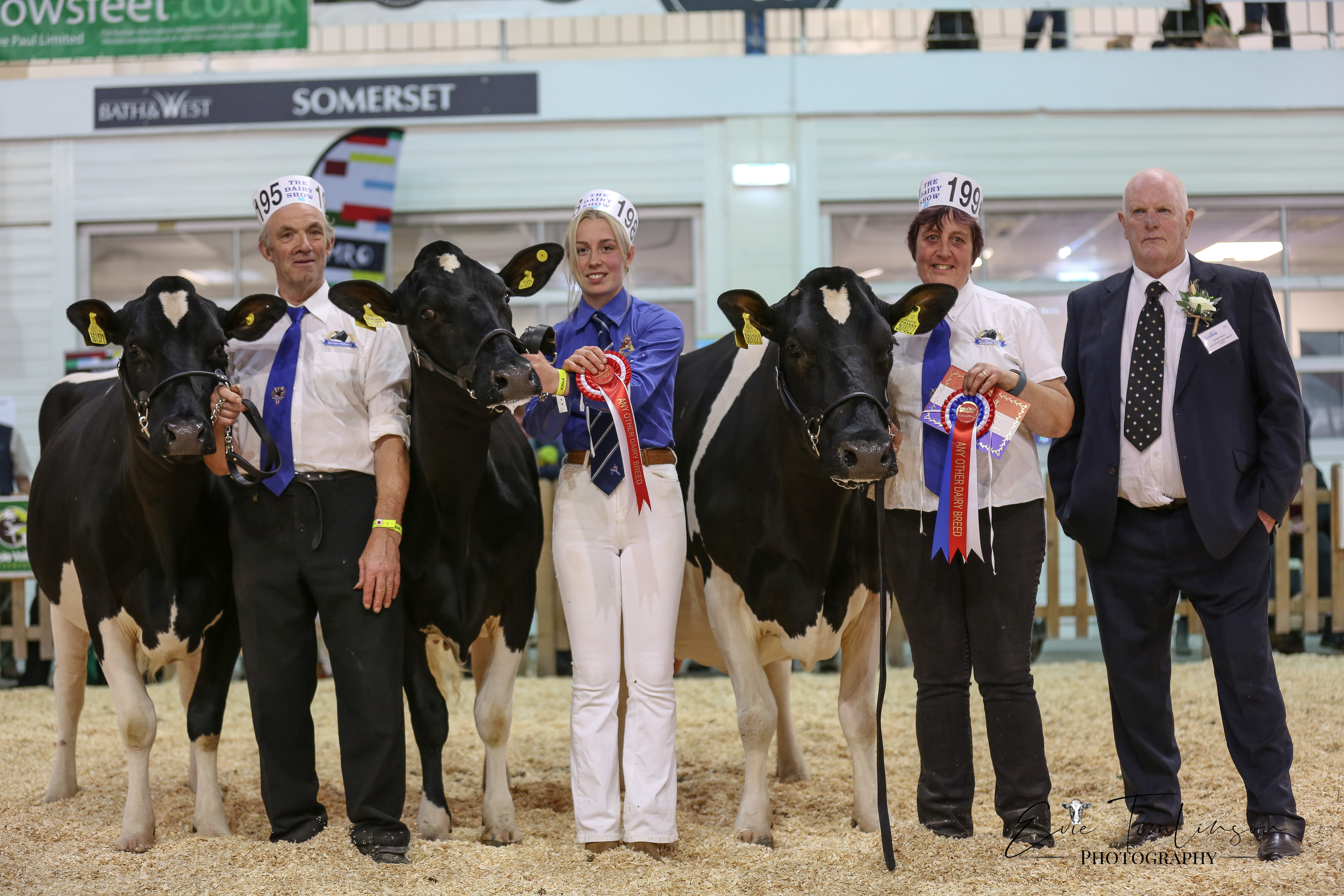 Holstein Cattle in the Dairy Show Ring