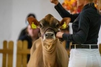 Bath and West Dairy show